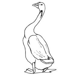 Coloring page: Goose (Animals) #11639 - Printable coloring pages