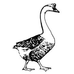 Coloring page: Goose (Animals) #11653 - Printable coloring pages