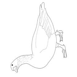 Coloring page: Goose (Animals) #11659 - Free Printable Coloring Pages