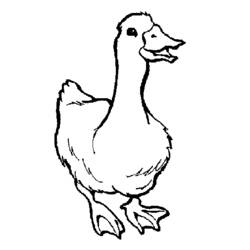 Coloring page: Goose (Animals) #11696 - Printable coloring pages