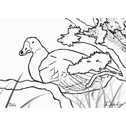 Coloring page: Goose (Animals) #11725 - Free Printable Coloring Pages