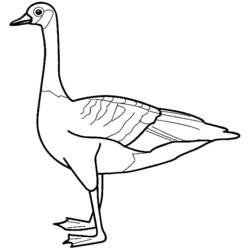 Coloring page: Goose (Animals) #11778 - Printable coloring pages