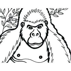 Gorilla (Animals) coloring page #188938 to print and color
