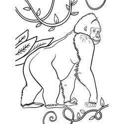 Gorilla (Animals) coloring page #188946 to print and color