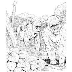 Coloring page: Gorilla (Animals) #7464 - Printable coloring pages