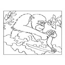 Coloring page: Gorilla (Animals) #7512 - Free Printable Coloring Pages