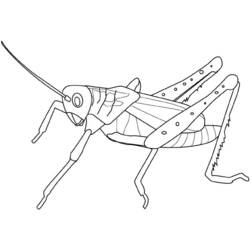 Coloring page: Grasshopper (Animals) #19809 - Printable coloring pages