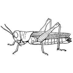 Coloring page: Grasshopper (Animals) #19845 - Printable coloring pages