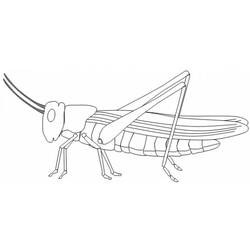 Coloring page: Grasshopper (Animals) #19858 - Printable coloring pages