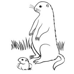 Coloring page: Groundhog (Animals) #10978 - Printable coloring pages
