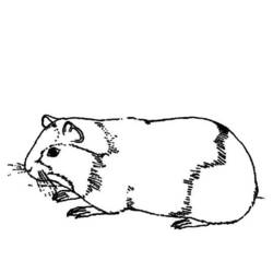 Coloring pages: Guinea Pig - Printable Coloring Pages