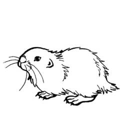 Coloring page: Guinea Pig (Animals) #18496 - Printable coloring pages