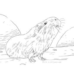 Guinea Pig (Animals) coloring page #211123 to print and color