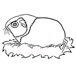 Guinea Pig (Animals) coloring page #211125 to print and color