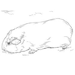 Guinea Pig (Animals) coloring page #211132 to print and color