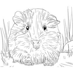 Guinea Pig (Animals) coloring page #211135 to print and color
