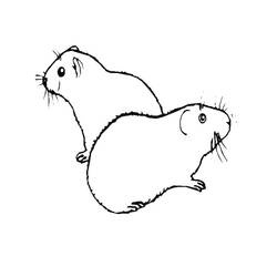 Guinea Pig (Animals) coloring page #211144 to print and color