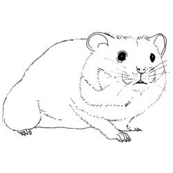 Coloring page: Hamster (Animals) #8011 - Printable coloring pages