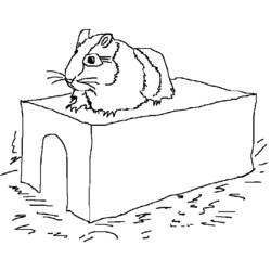Coloring page: Hamster (Animals) #8066 - Free Printable Coloring Pages