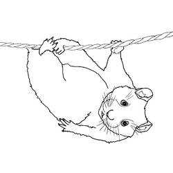 Coloring page: Hamster (Animals) #8083 - Printable coloring pages