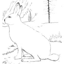 Coloring page: Hare (Animals) #10079 - Printable coloring pages