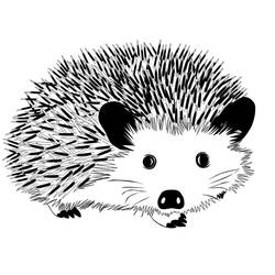 Hedgehog (Animals) coloring page #190625 to print and color