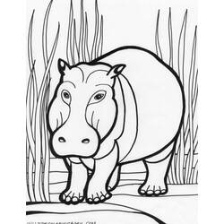Coloring page: Hippopotamus (Animals) #8643 - Free Printable Coloring Pages
