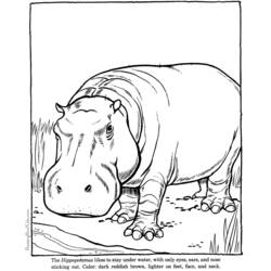 Coloring page: Hippopotamus (Animals) #8656 - Printable coloring pages