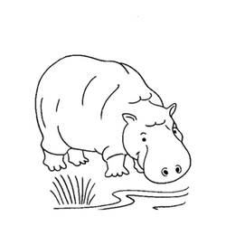 Coloring page: Hippopotamus (Animals) #8804 - Free Printable Coloring Pages