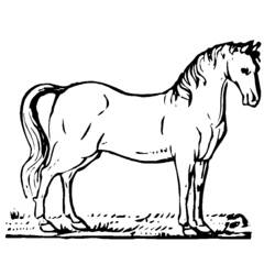 Coloring page: Horse (Animals) #2176 - Free Printable Coloring Pages