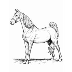 Coloring page: Horse (Animals) #2184 - Free Printable Coloring Pages