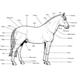 Coloring page: Horse (Animals) #2215 - Printable coloring pages