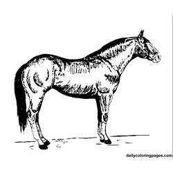 Coloring page: Horse (Animals) #2243 - Free Printable Coloring Pages