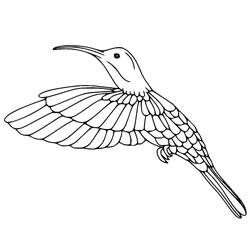 Humming-bird (Animals) coloring page #208607 to print and color