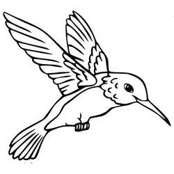 Humming-bird (Animals) coloring page #208625 to print and color