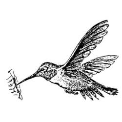 Coloring page: Humming-bird (Animals) #3802 - Printable coloring pages