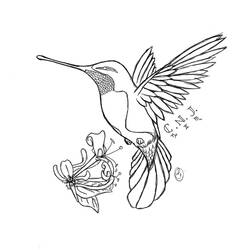 Coloring pages: Humming-bird - Free Printable Coloring Pages