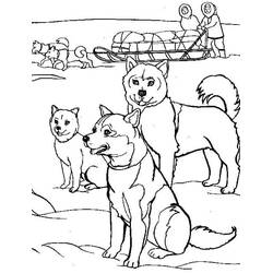 Husky (Animals) coloring page #189112 to print and color