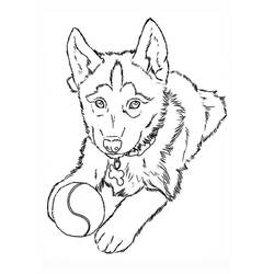 Husky (Animals) coloring page #189117 to print and color