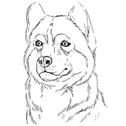 Husky (Animals) coloring page #189119 to print and color
