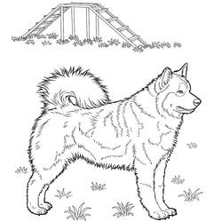 Husky (Animals) coloring page #189125 to print and color