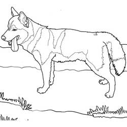 Husky (Animals) coloring page #189130 to print and color