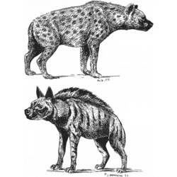 Coloring page: Hyena (Animals) #19641 - Printable coloring pages