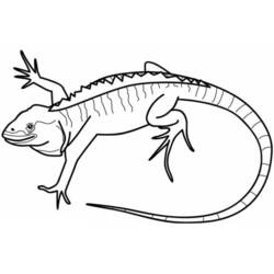 Coloring page: Iguana (Animals) #8952 - Printable coloring pages