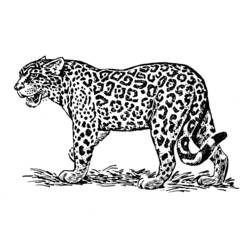 Coloring page: Jaguar (Animals) #9013 - Printable coloring pages