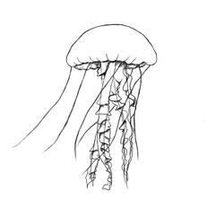 Coloring page: Jellyfish (Animals) #20559 - Printable coloring pages