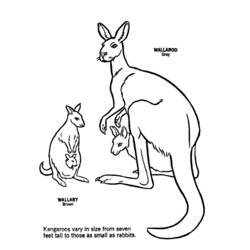 Coloring page: Kangaroo (Animals) #9182 - Free Printable Coloring Pages