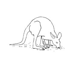 Coloring page: Kangaroo (Animals) #9207 - Free Printable Coloring Pages