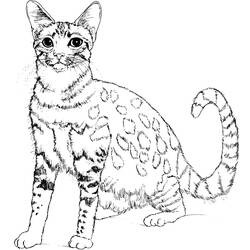 Coloring page: Kitten (Animals) #18096 - Printable coloring pages
