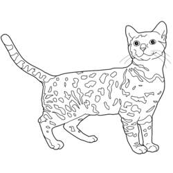 Coloring page: Kitten (Animals) #18101 - Free Printable Coloring Pages